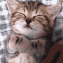 cat-sleep